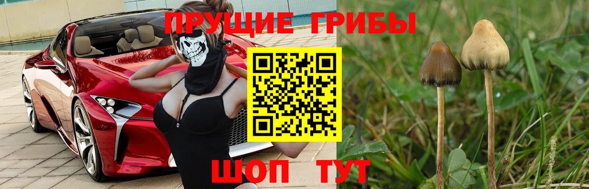 Галлюциногенные грибы Psilocybe  Вход с VPN  Тельмана  Псилоцибиновые грибы прущие грибы 